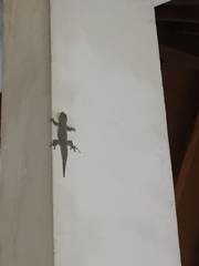 Hemidactylus platyurus