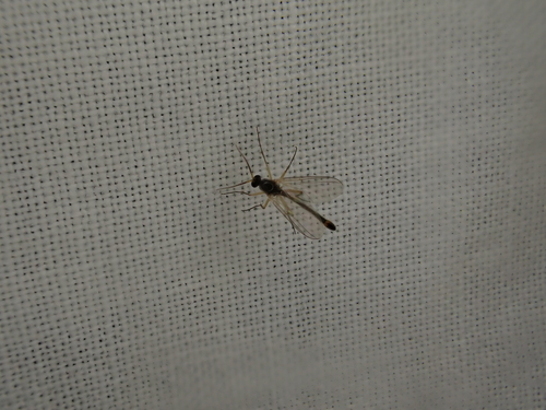 iNaturalist observation photo of Nematoceran Flies