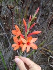 Watsonia stenosiphon