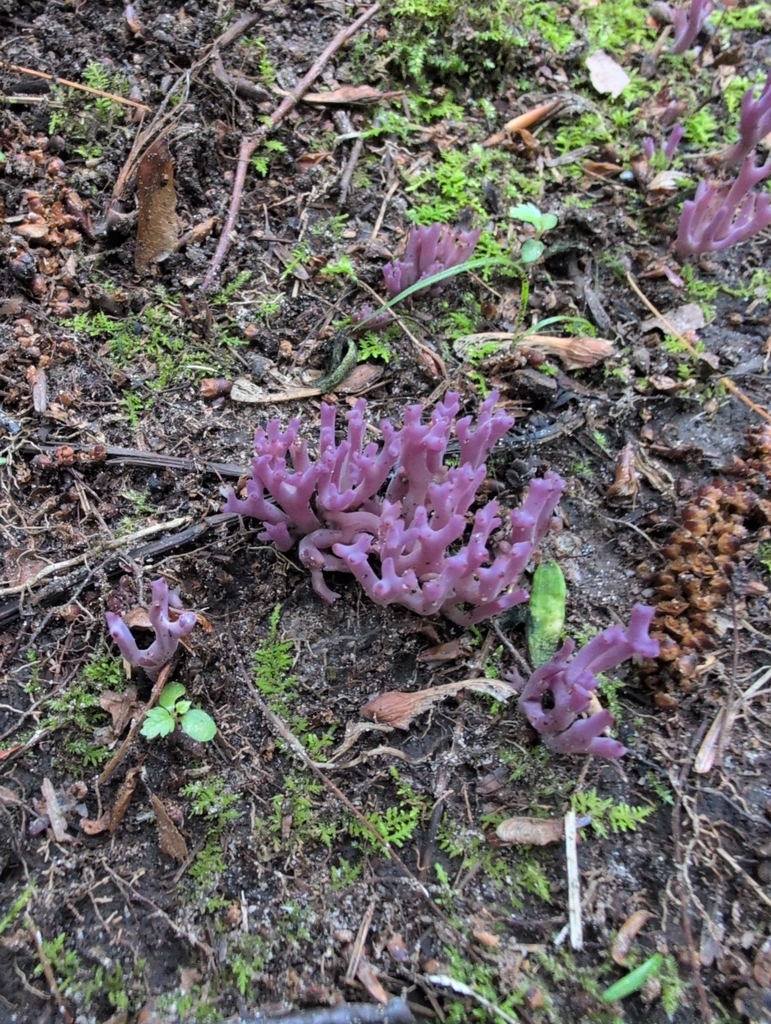Lavandula
