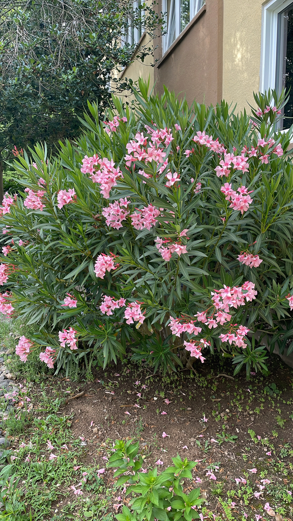 Nerium oleander