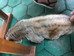 Paradoxurus musangus