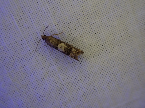 iNaturalist observation photo of Eucosmini