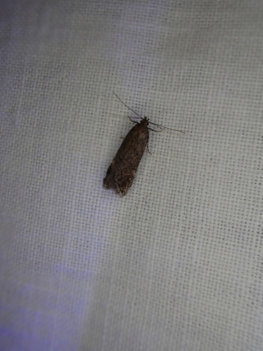 iNaturalist observation photo of Twirler Moths