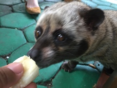 Paradoxurus musangus