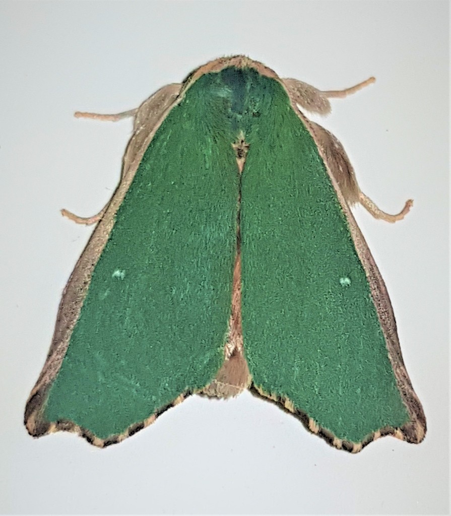 Rosema demorsa