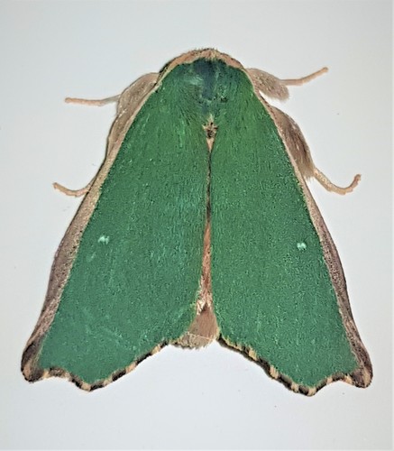 Rosema demorsa