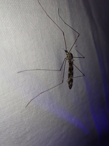 iNaturalist observation photo of Dicranomyia defuncta