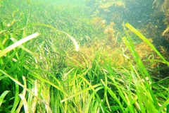 Posidonia australis