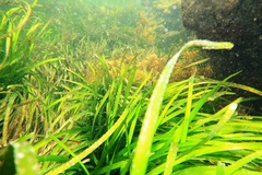 Posidonia australis