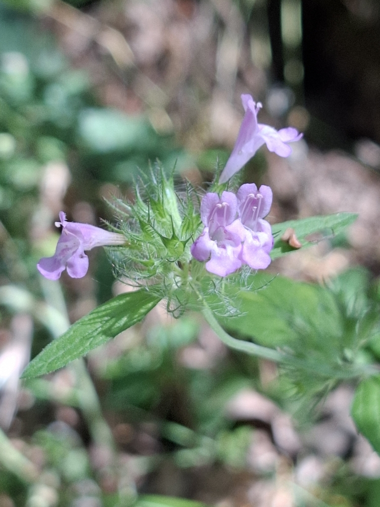 Thymus