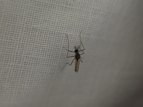iNaturalist observation photo of Non-biting Midges