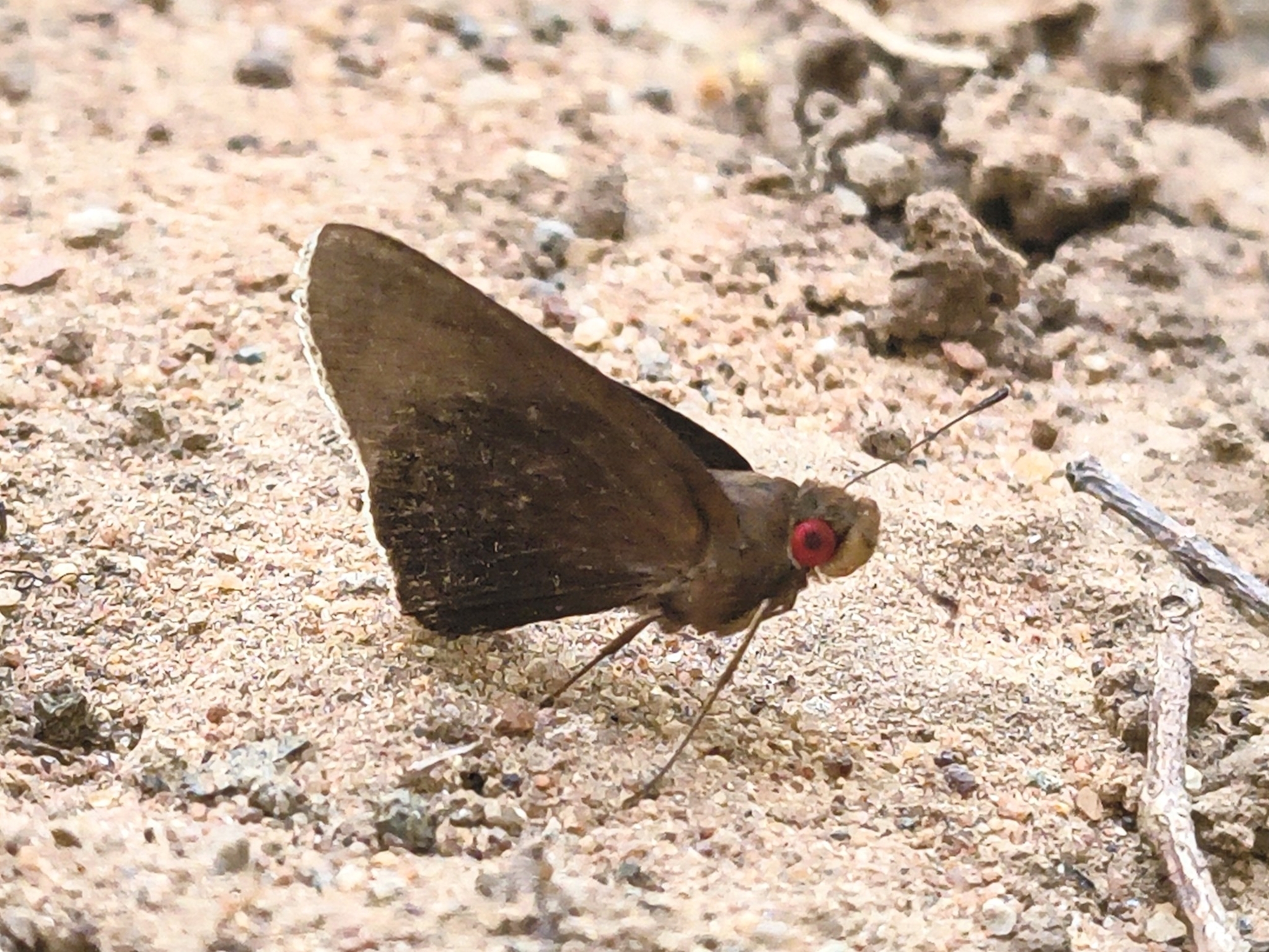 Common Branded Redeye