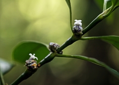 Palicourea axillaris