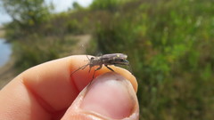 Cicindela repanda repanda