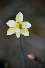 Thelymitra flexuosa