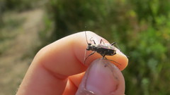 Cicindela repanda repanda