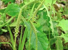 Goodyera procera