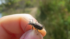 Cicindela repanda repanda