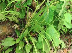 Goodyera procera