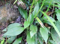 Goodyera procera