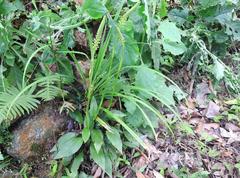 Goodyera procera