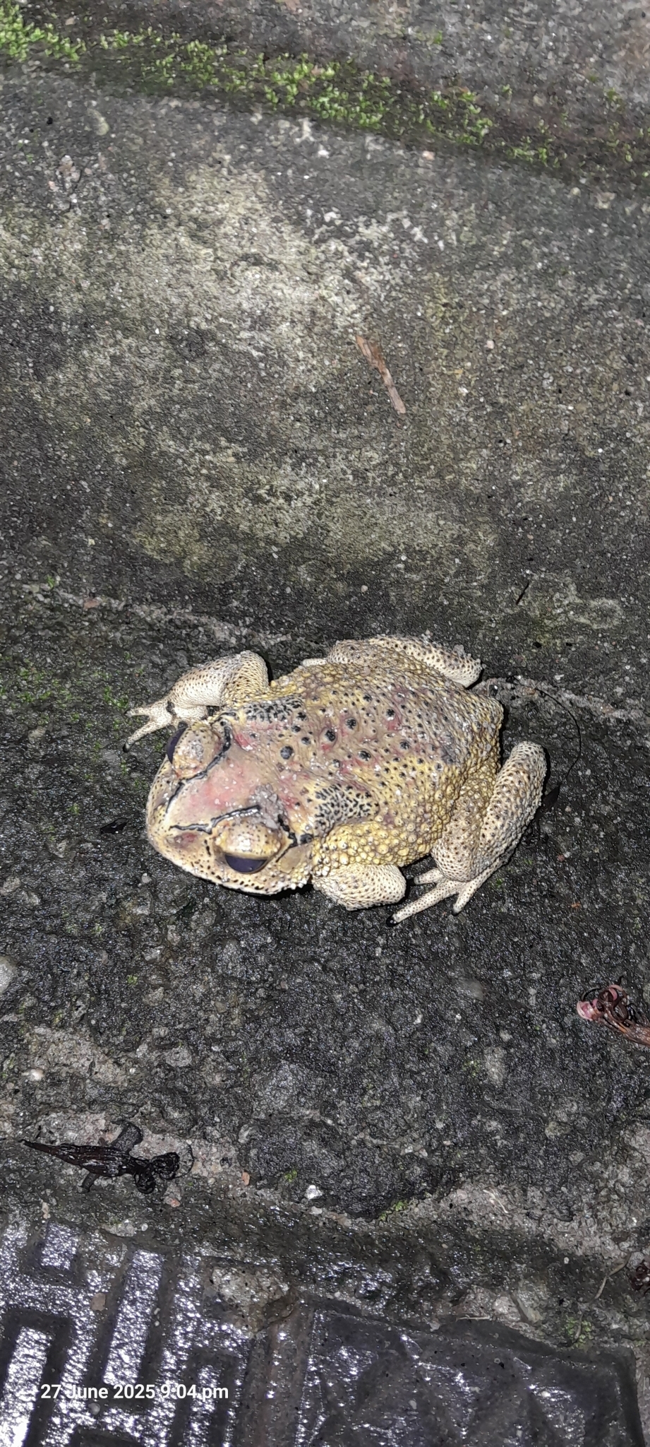 Indian Common True Toad