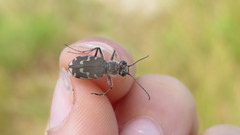 Cicindela repanda repanda