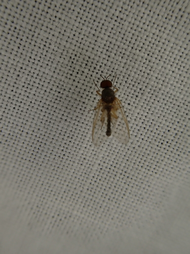 iNaturalist observation photo of Black Flies