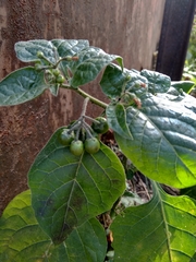 Solanum nigrum
