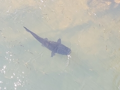 Steindachneridion melanodermatum