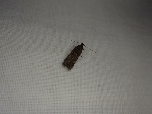 iNaturalist observation photo of Curved-horn Moths