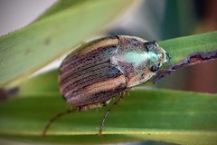 Colymbomorpha vittata