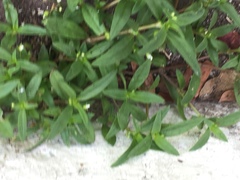 Magnoliopsida
