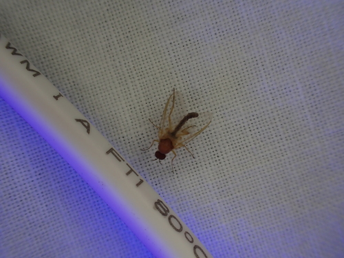 iNaturalist observation photo of Black Flies