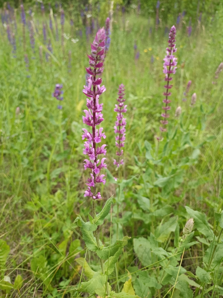 Salvia