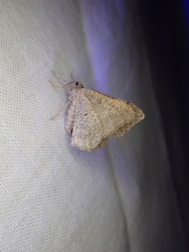 iNaturalist observation photo of Angle Moths and Allies