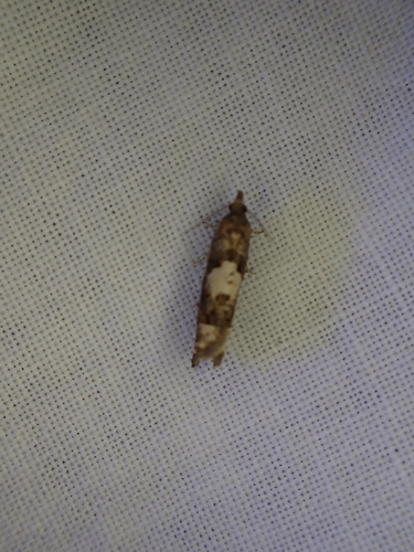 iNaturalist observation photo of Eucosmini