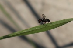 Rivellia syngenesiae