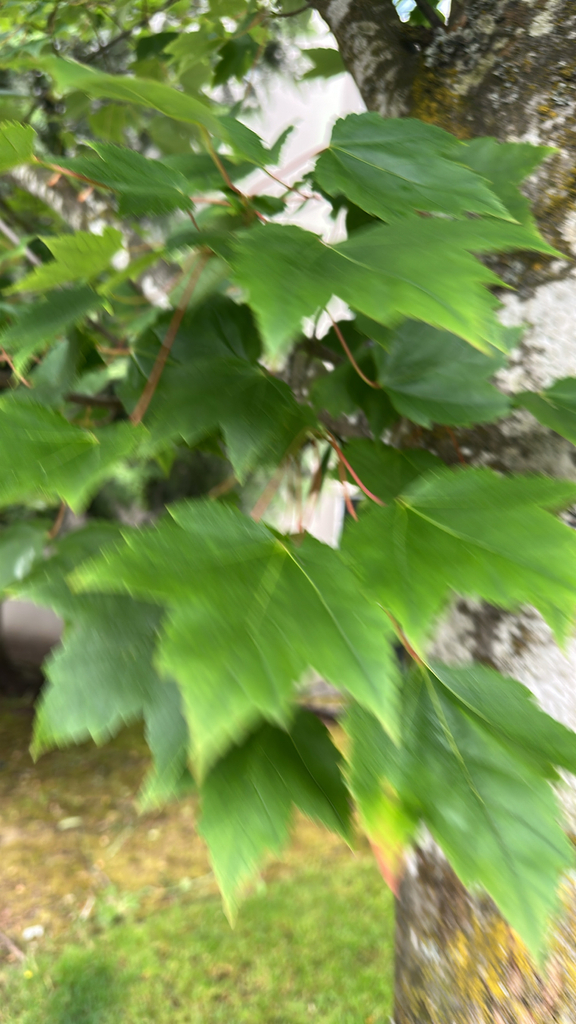 Acer