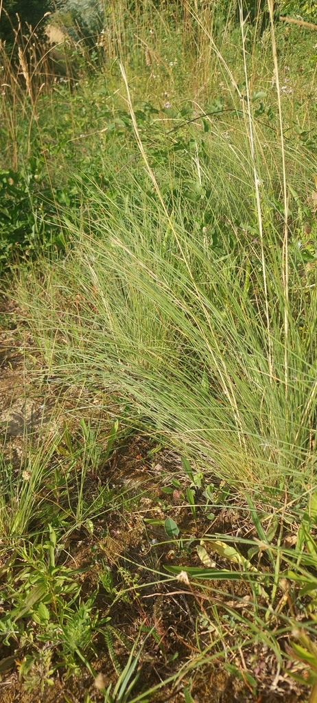 Stipa