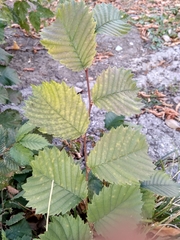 Ulmus