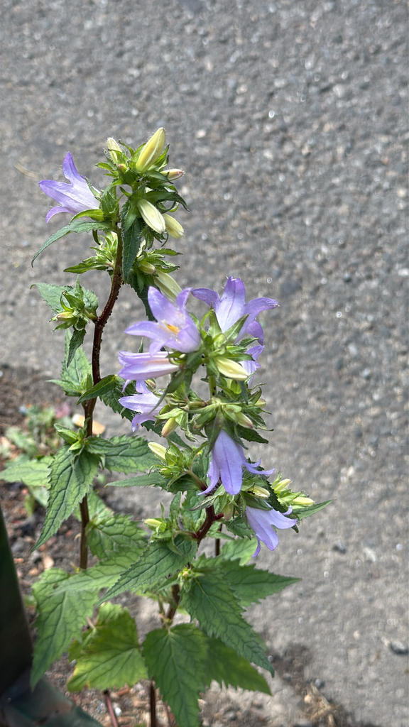Campanula