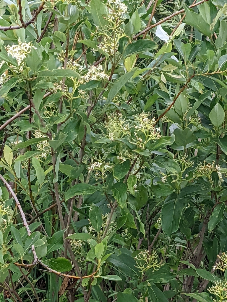 Cornus