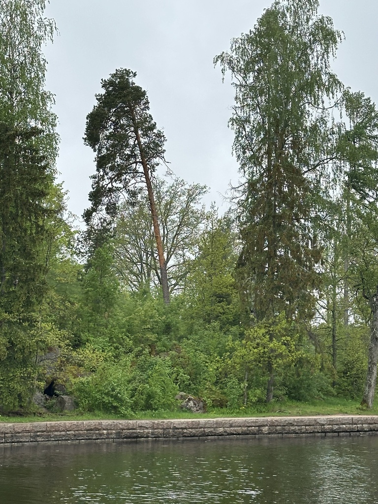 Pinus sylvestris