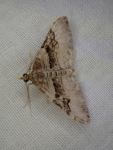 iNaturalist observation photo of Xanthorhoe