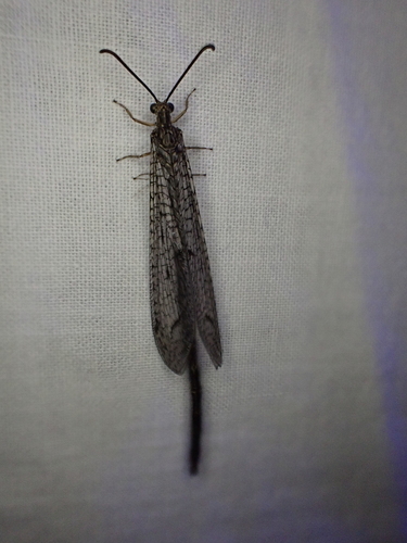 iNaturalist observation photo of Long-tailed Antlions
