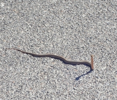 Malpolon insignitus fuscus