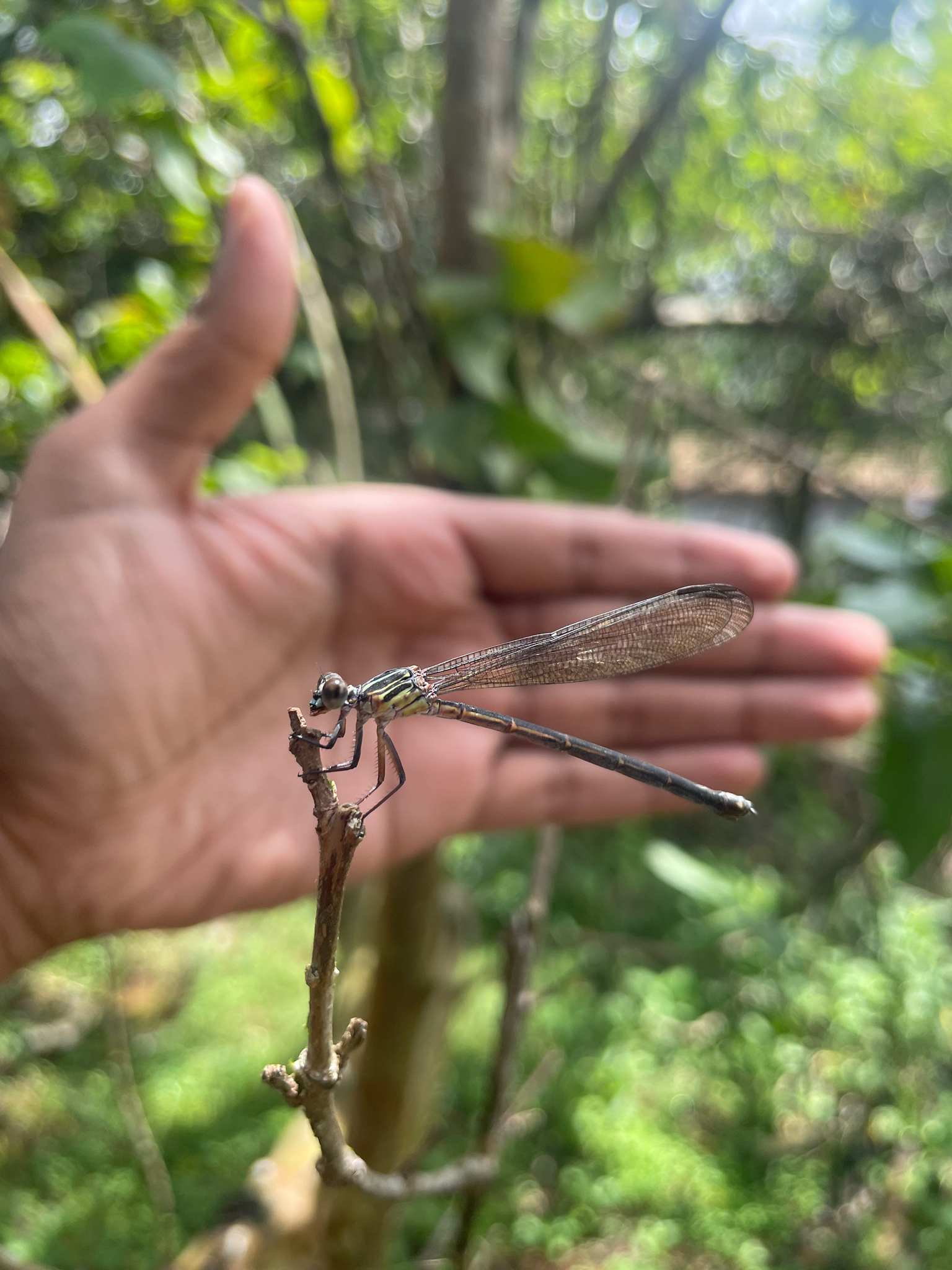 Malabar Satinwing