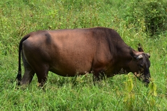 Bos